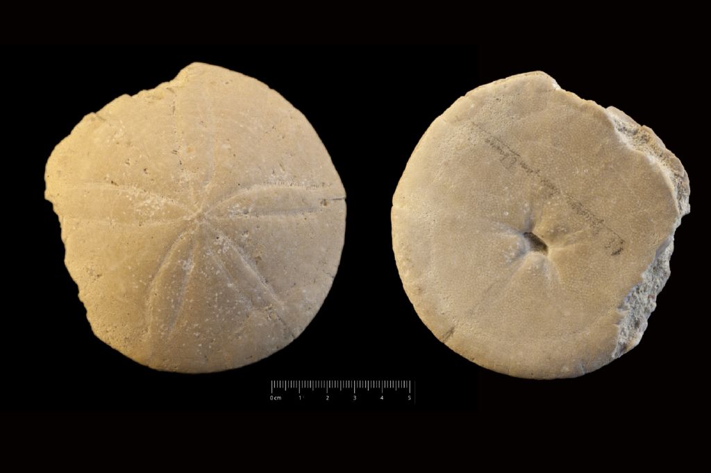 Fossile (invertebrato, teca di echinide, esemplare)