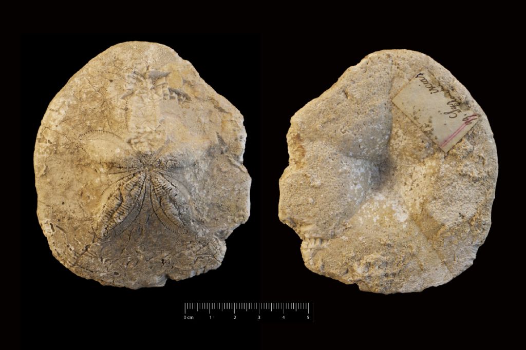 Fossile (invertebrato, teca di echinide, esemplare)