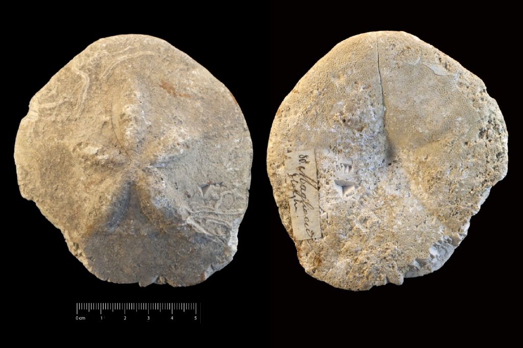 Fossile (invertebrato, teca di echinide, esemplare)