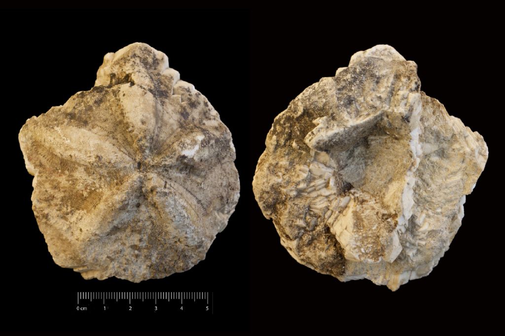 Fossile (invertebrato, teca di echinide, esemplare)