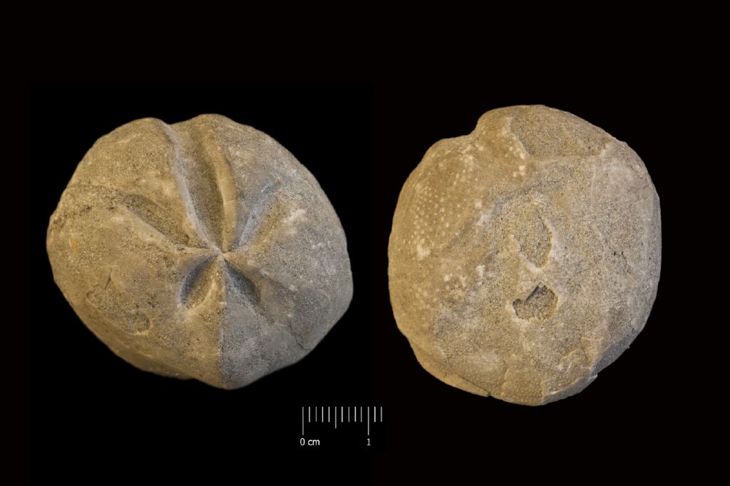 Fossile (invertebrato, teca di echinide, esemplare)