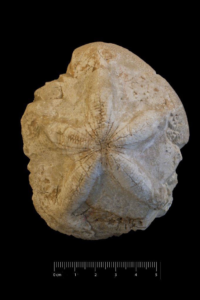 Fossile (invertebrato, teca di echinide, esemplare)