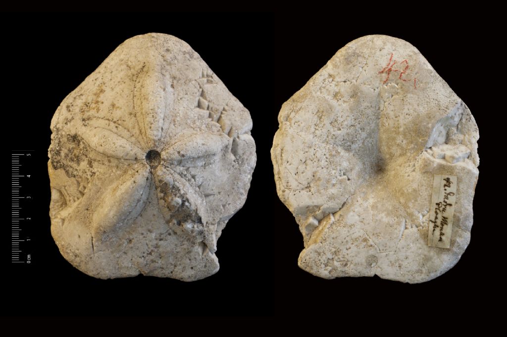 Fossile (invertebrato, teca di echinide, esemplare)