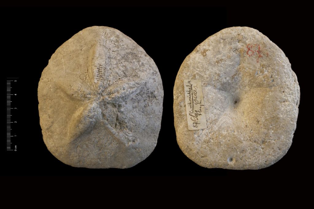 Fossile (invertebrato, teca di echinide, esemplare)