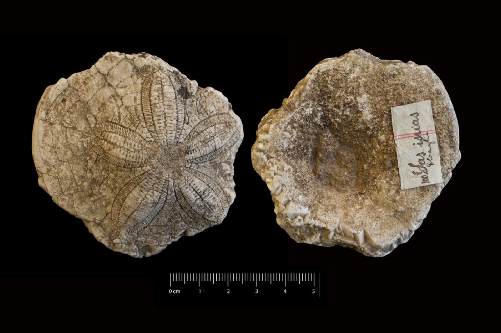 Fossile (invertebrato, teca di echinide, esemplare)