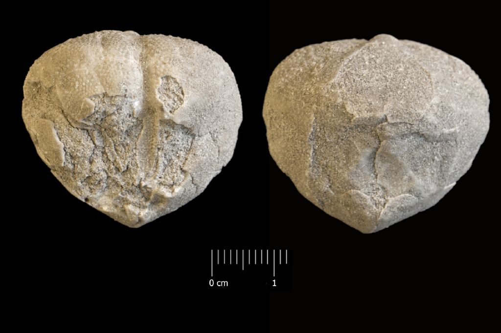 Fossile (invertebrato, teca di echinide, esemplare)