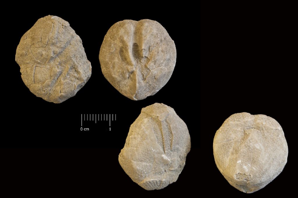 Fossile (invertebrato, teca di echinide, serie)