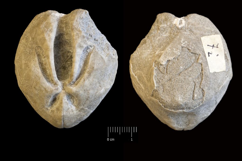 Fossile (invertebrato, teca di echinide, esemplare)