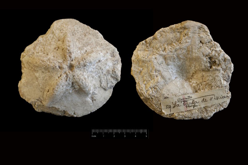 Fossile (invertebrato, teca di echinide, esemplare)