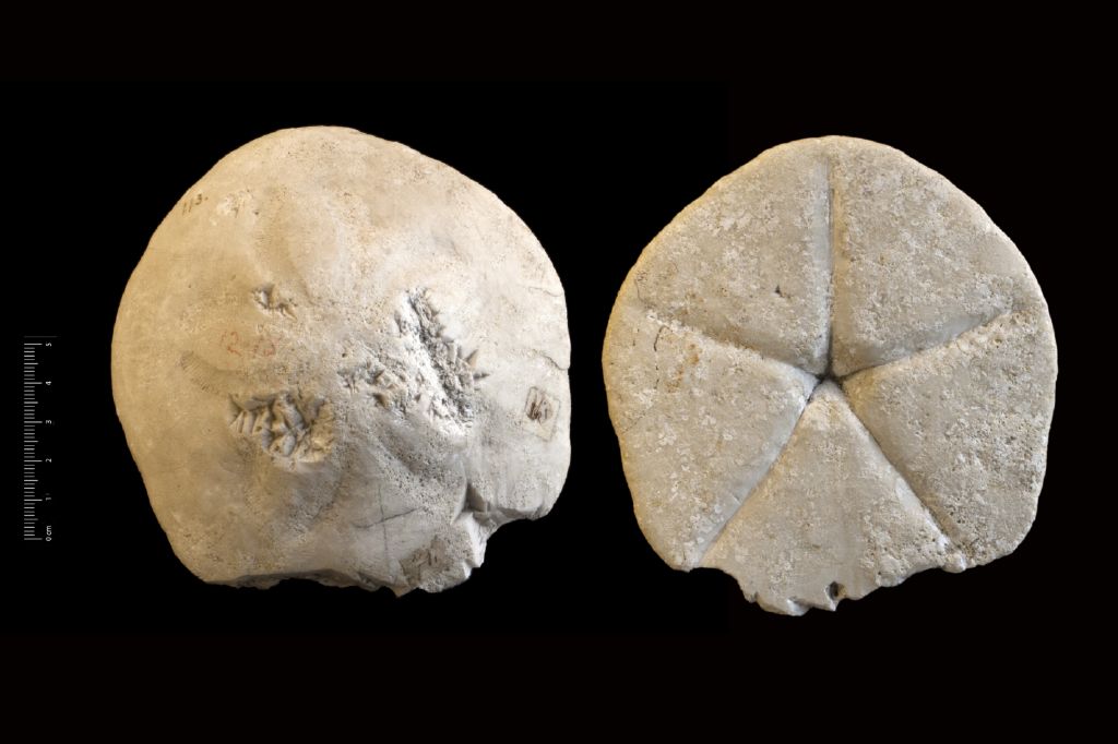 Fossile (invertebrato, teca di echinide, esemplare)