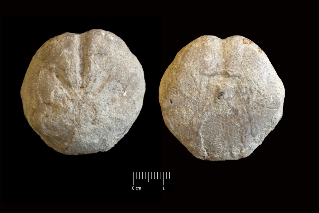 Fossile (invertebrato, teca di echinide, esemplare)