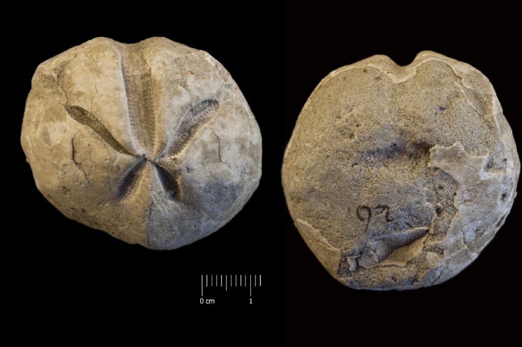 Fossile (invertebrato, teca di echinide, esemplare)