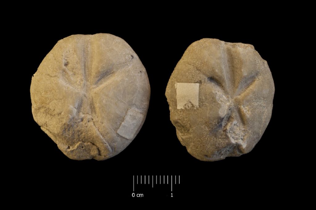 Fossile (invertebrato, teca di echinide, serie)