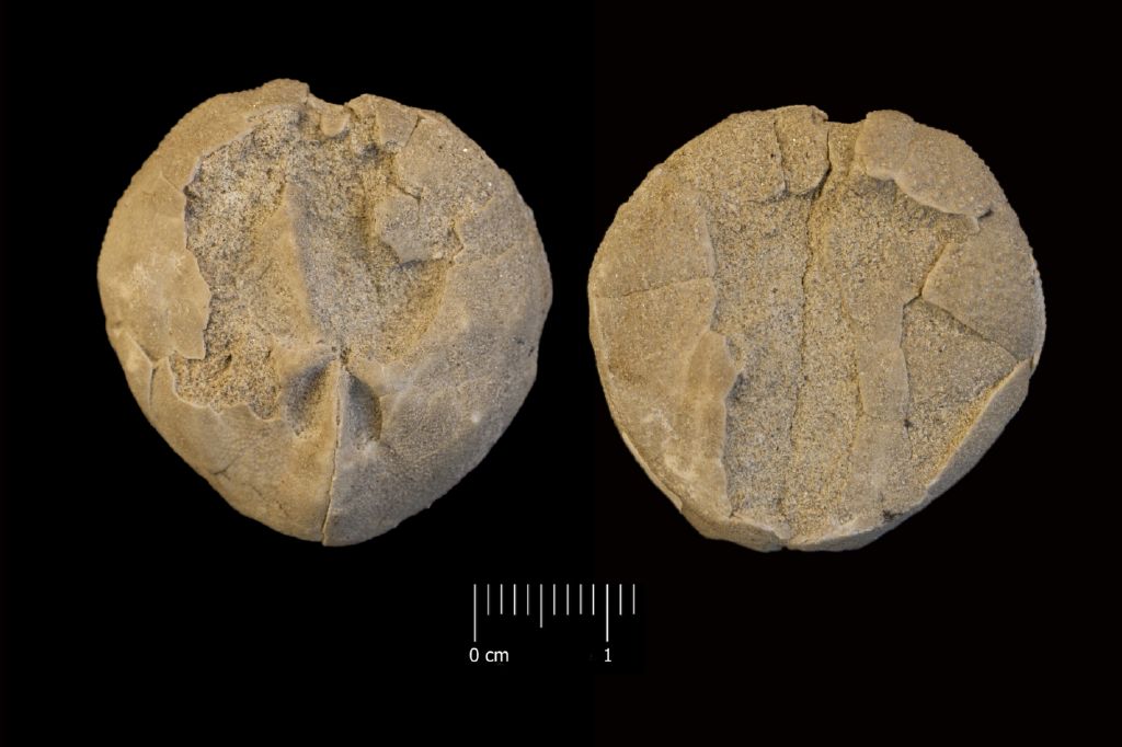 Fossile (invertebrato, teca di echinide, esemplare)