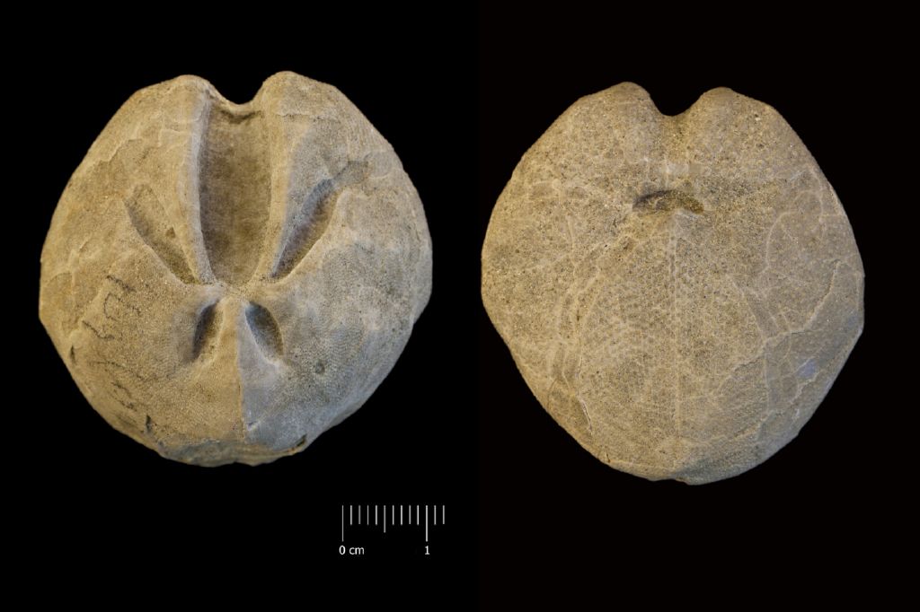 Fossile (invertebrato, teca di echinide, esemplare)