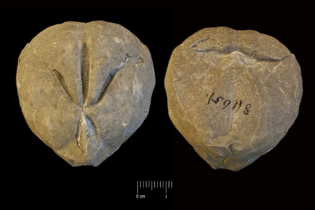Fossile (invertebrato, teca di echinide, esemplare)