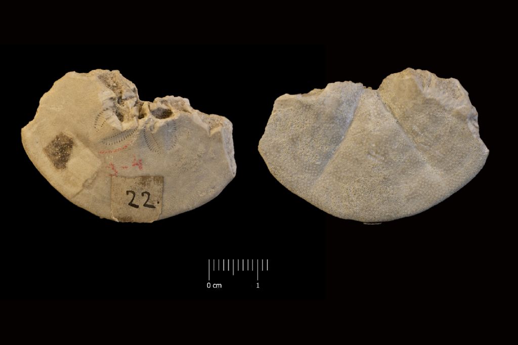 Fossile (invertebrato, teca di echinide, esemplare)