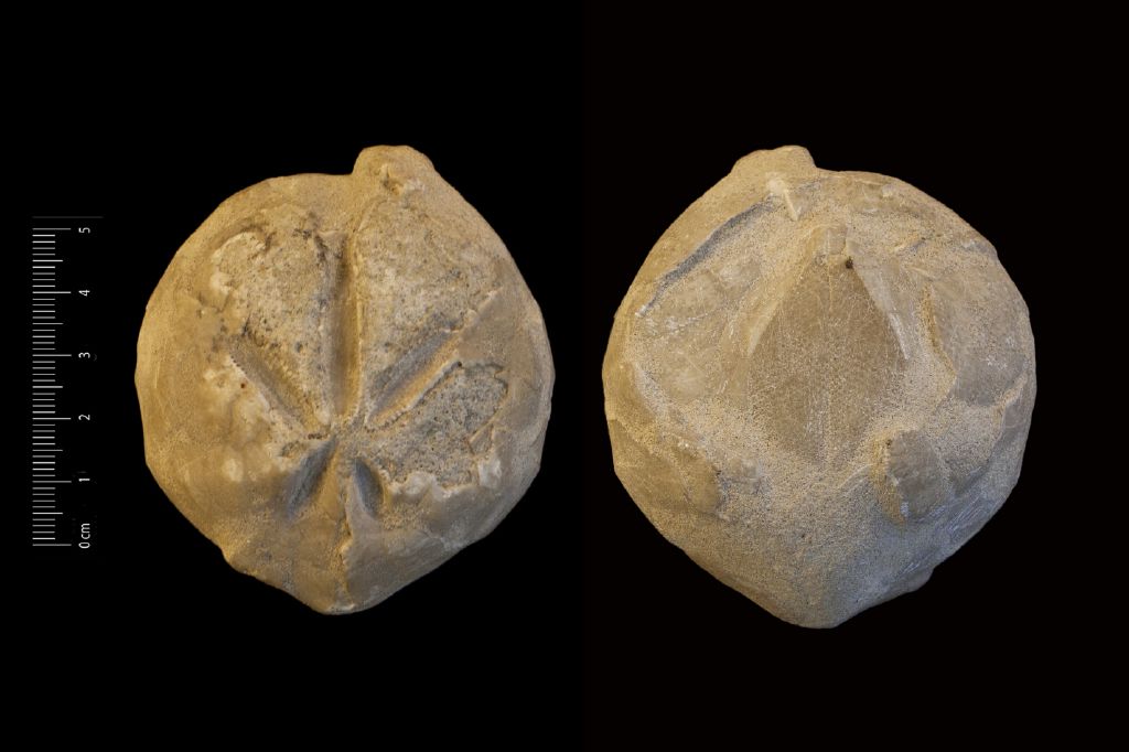 Fossile (invertebrato, teca di echinide, esemplare)