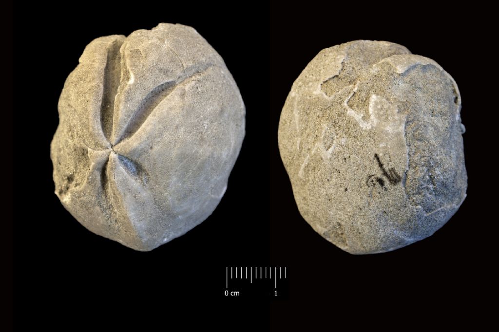 Fossile (invertebrato, teca di echinide, esemplare)