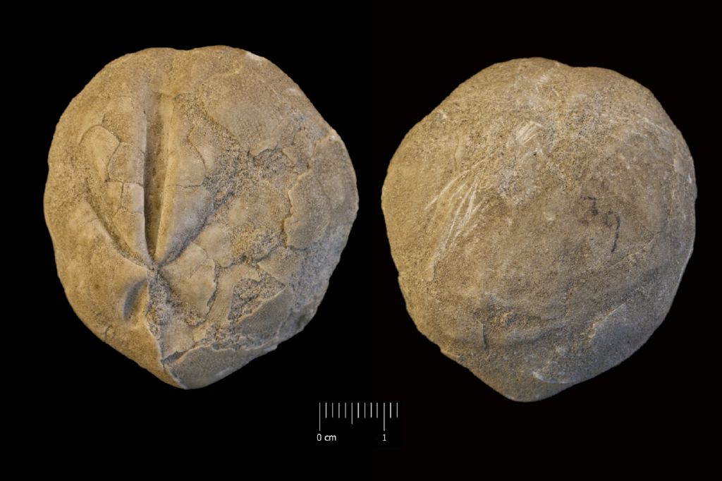 Fossile (invertebrato, teca di echinide, esemplare)