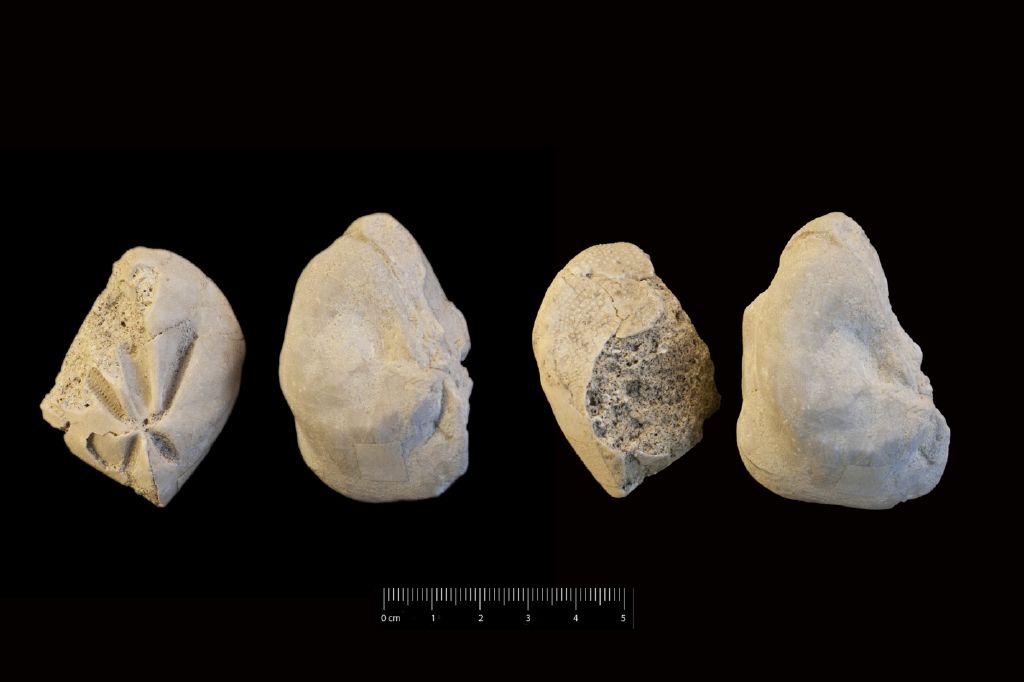 Fossile (invertebrato, teca di echinide, serie)