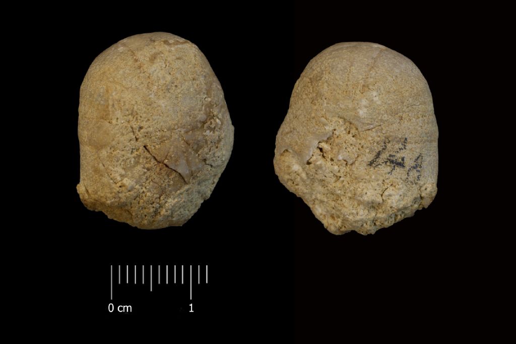 Fossile (invertebrato, teca di echinide, esemplare)