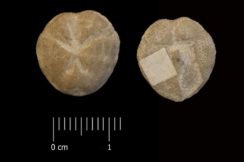 Fossile (invertebrato, teca di echinide, esemplare)