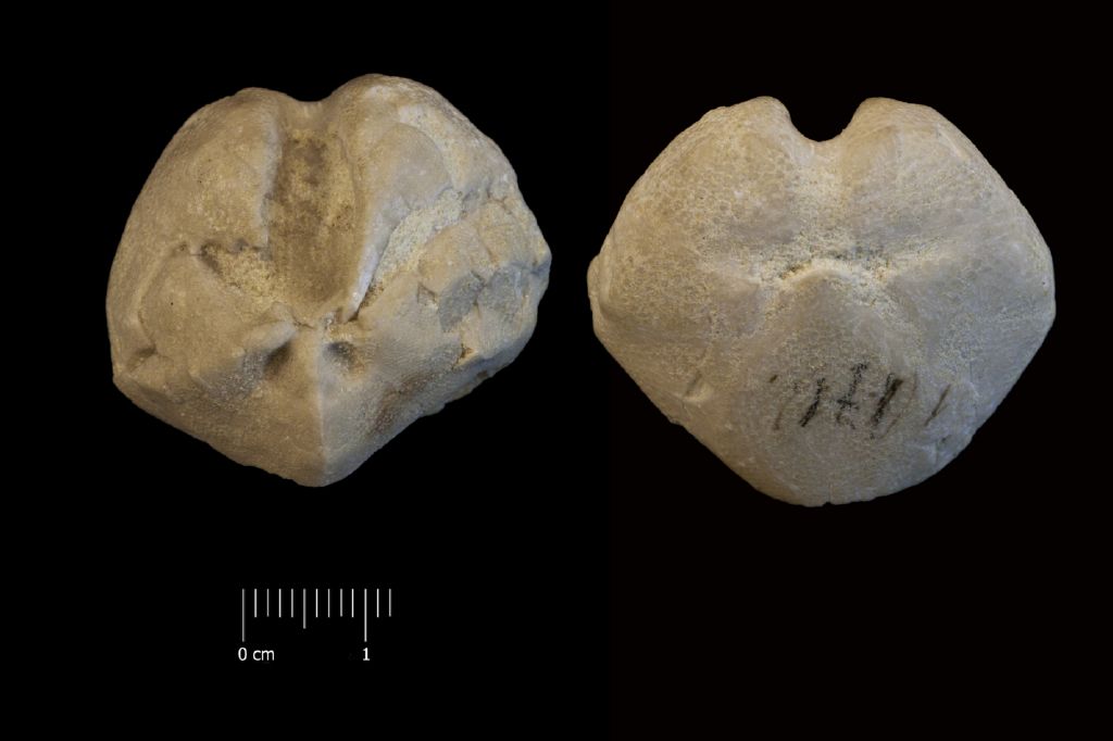 Fossile (invertebrato, teca di echinide, esemplare)