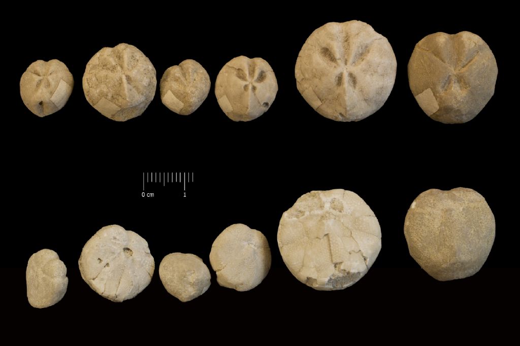 Fossile (invertebrato, teca di echinide, serie)