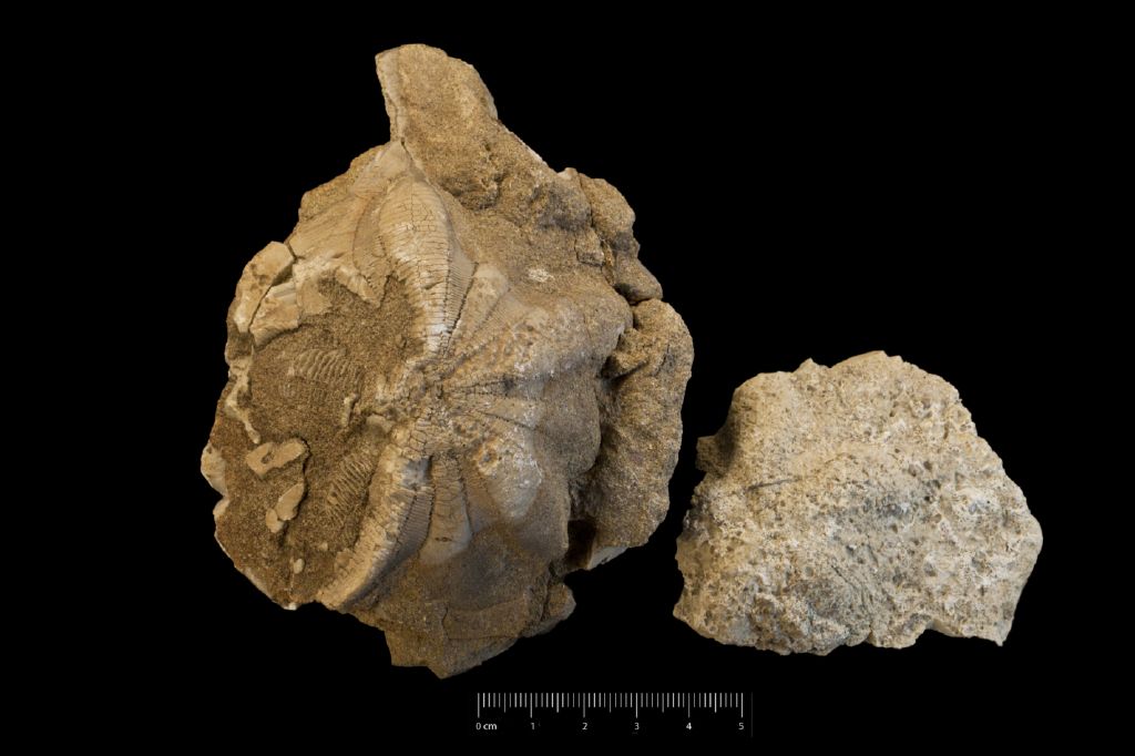 Fossile (invertebrato, teca di echinide, serie)
