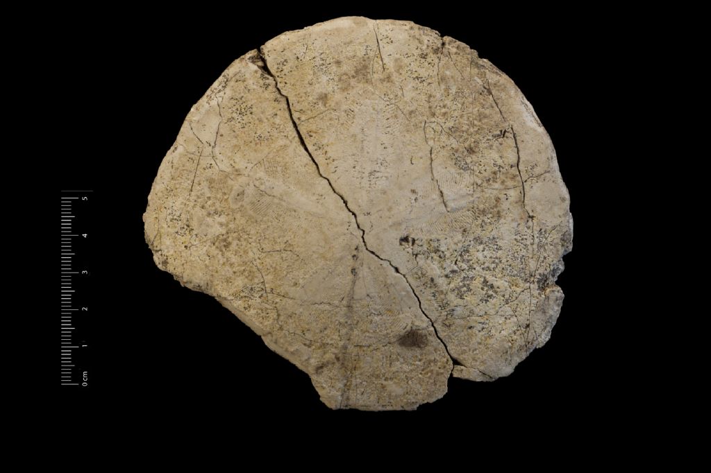 Fossile (invertebrato, teca di echinide, esemplare)