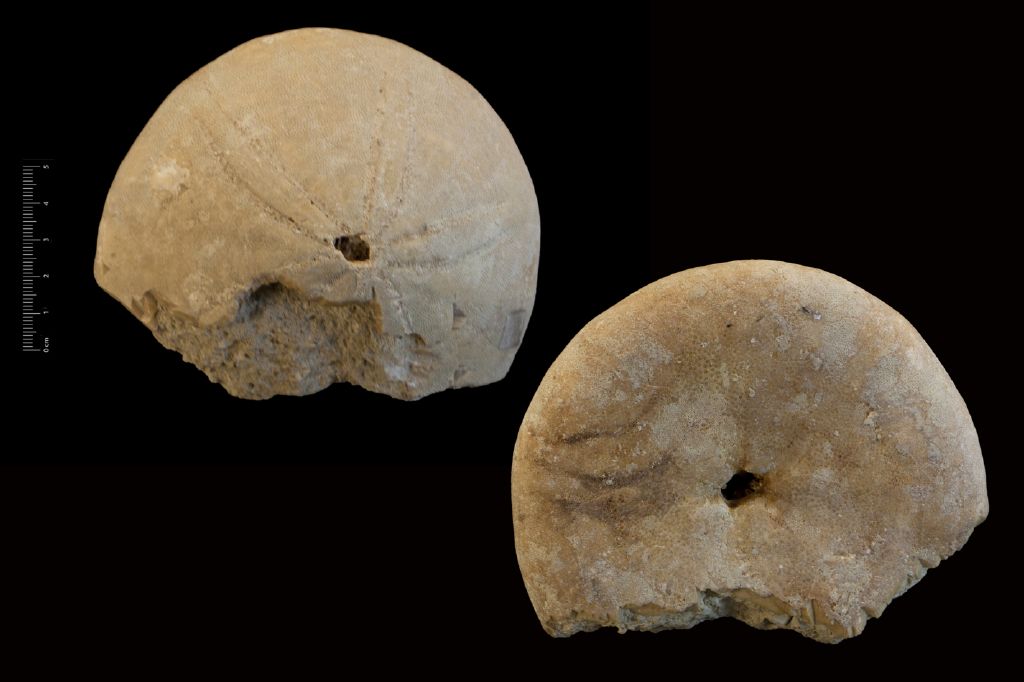 Fossile (invertebrato, teca di echinide, esemplare)