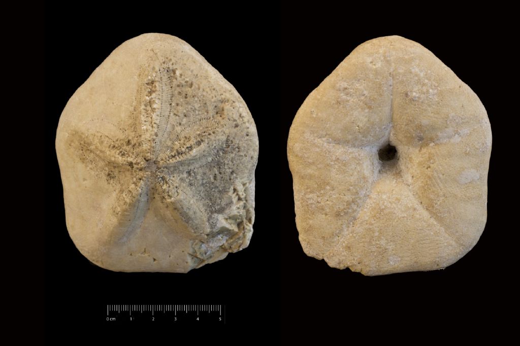 Fossile (invertebrato, teca di echinide, esemplare)