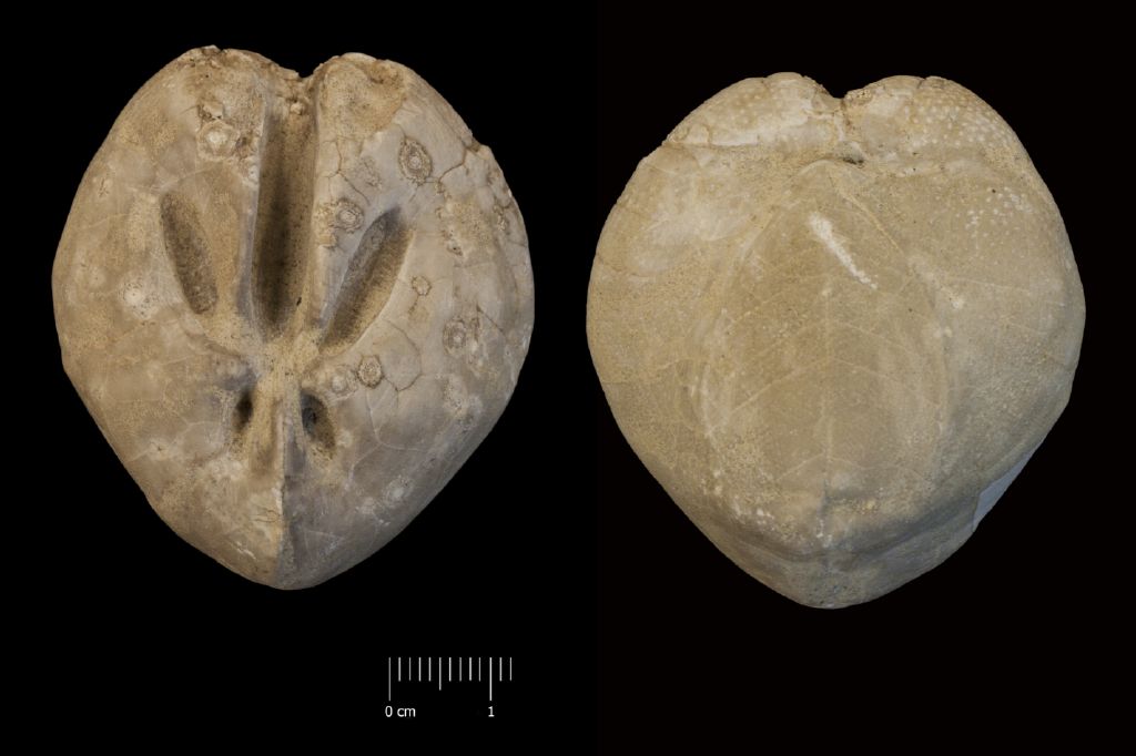 Fossile (invertebrato, teca di echinide, esemplare)
