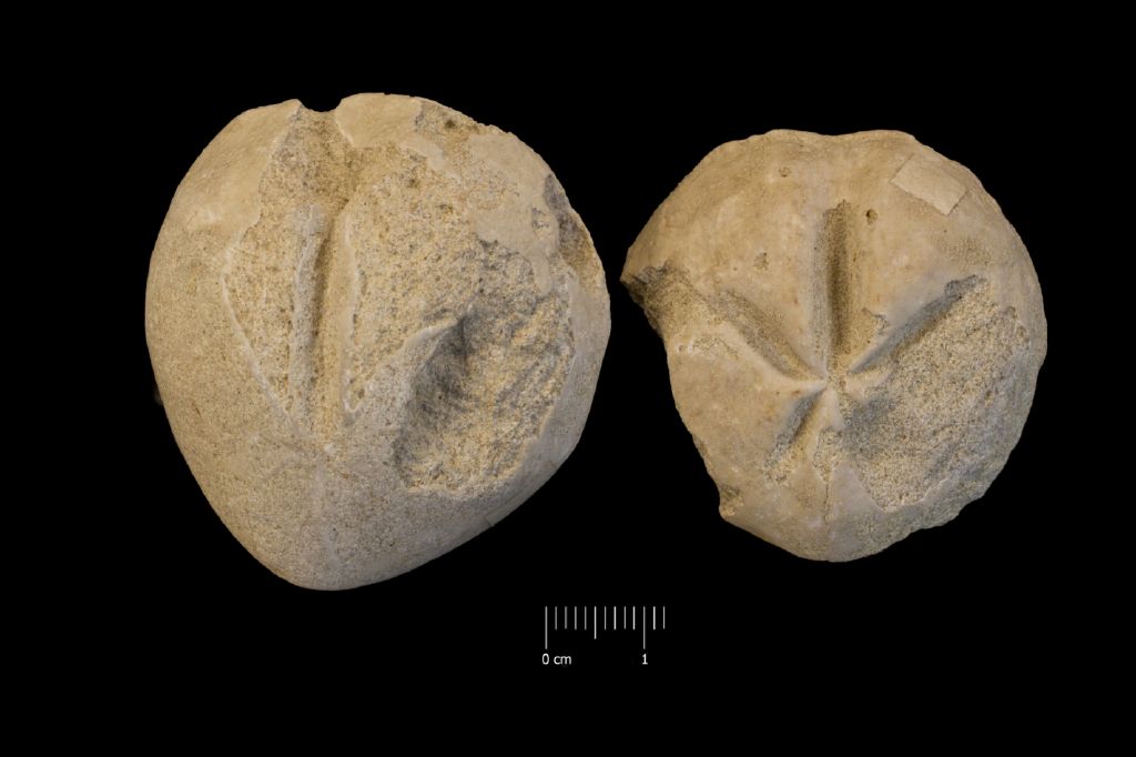 Fossile (invertebrato, teca di echinide, serie)