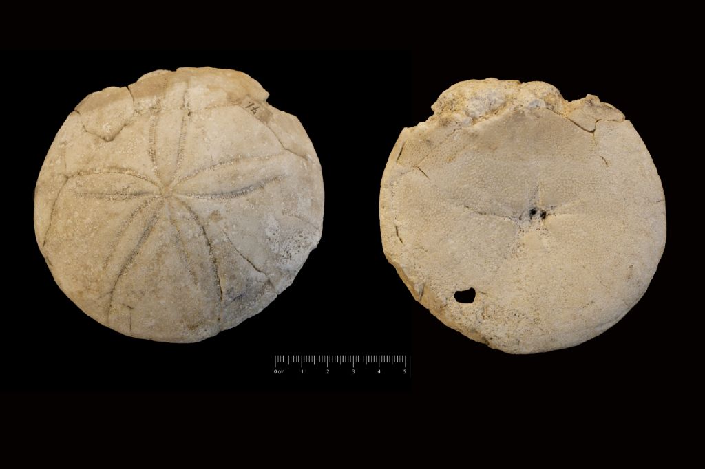 Fossile (invertebrato, teca di echinide, esemplare)