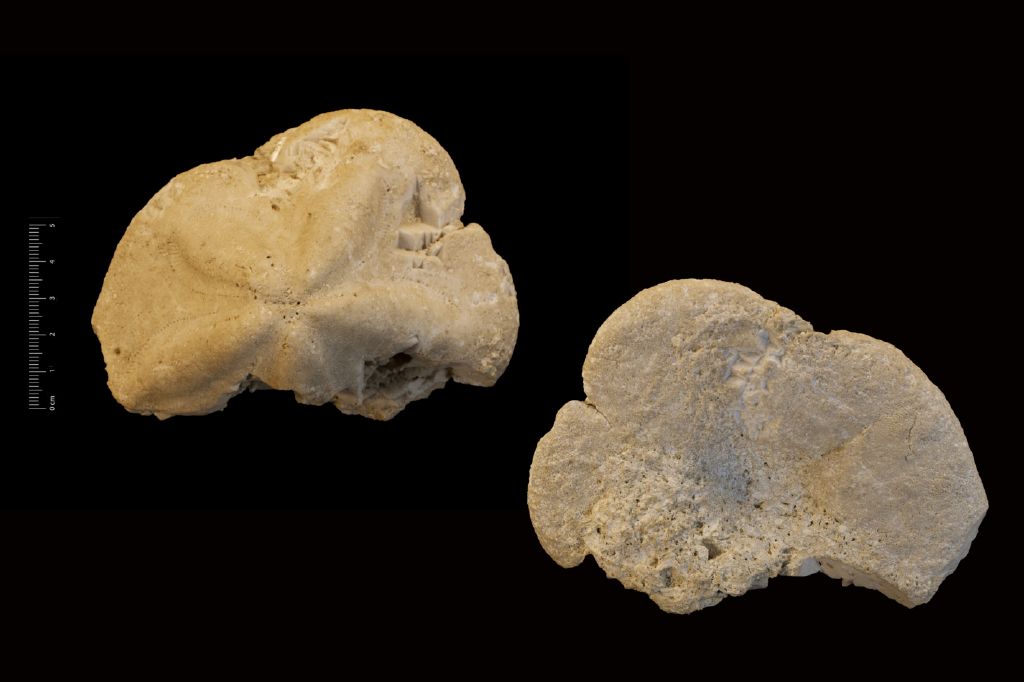 Fossile (invertebrato, teca di echinide, esemplare)