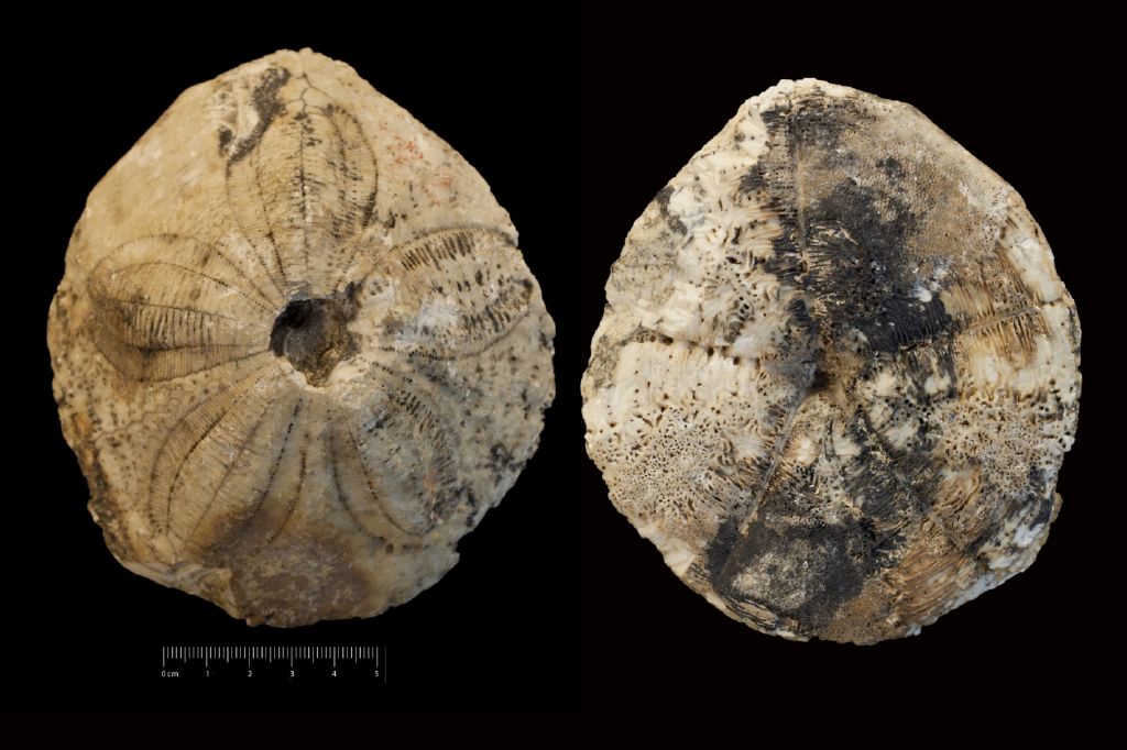 Fossile (invertebrato, teca di echinide, esemplare)