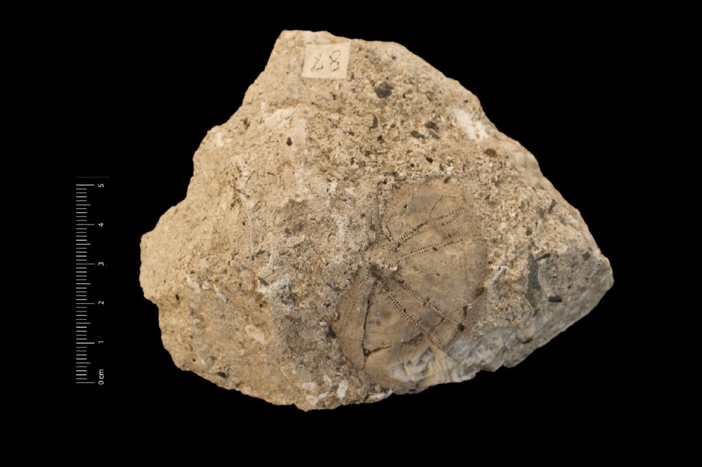 Fossile (invertebrato, teca di echinide, esemplare)