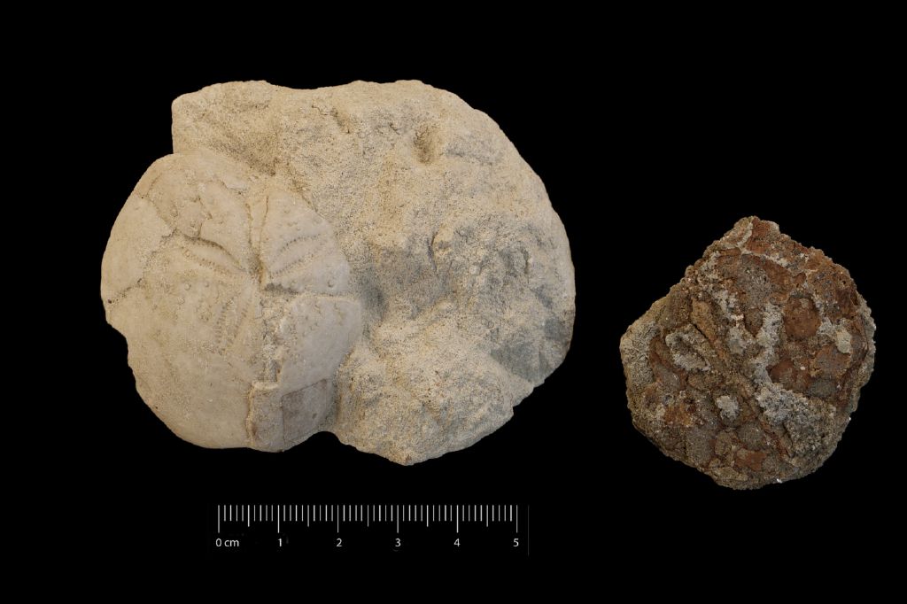 Fossile (invertebrato, teca di echinide, serie)