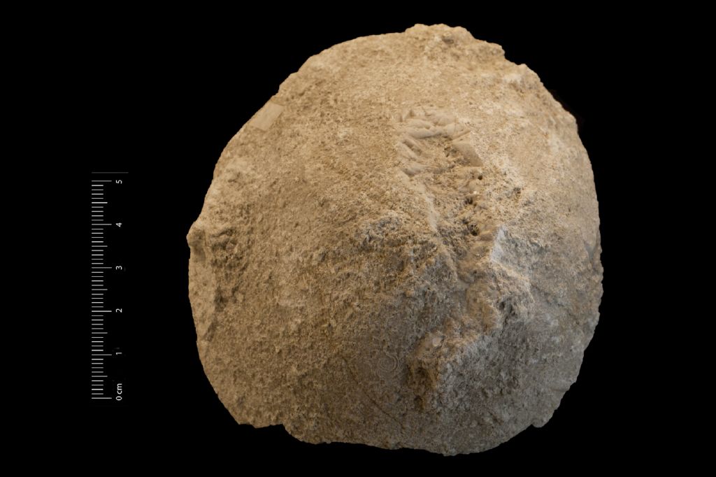Fossile (invertebrato, teca di echinide, esemplare)