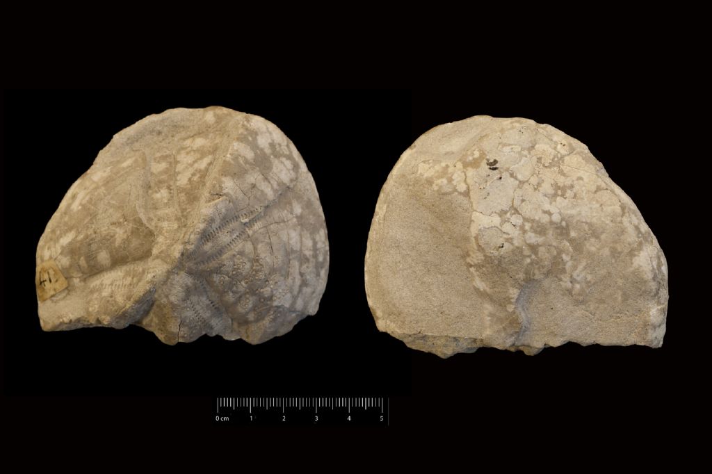 Fossile (invertebrato, teca di echinide, esemplare)
