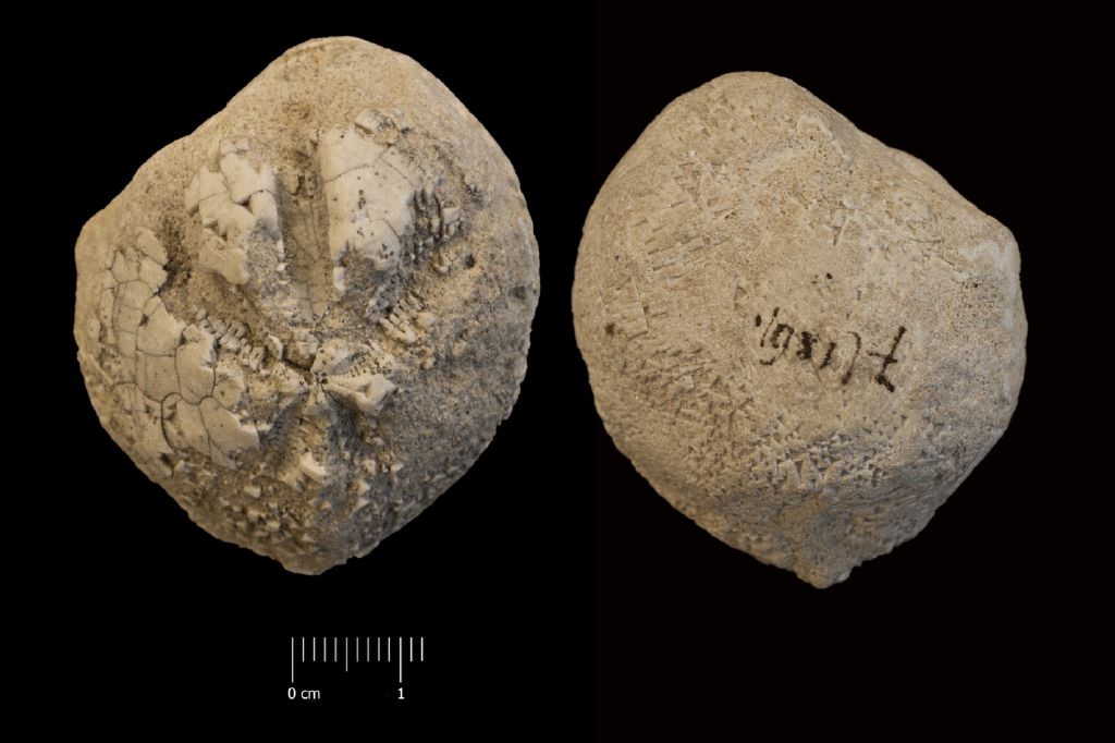 Fossile (invertebrato, teca di echinide, esemplare)