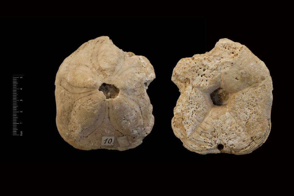Fossile (invertebrato, teca di echinide, esemplare)