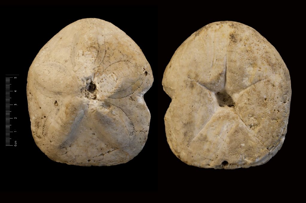 Fossile (invertebrato, teca di echinide, esemplare)