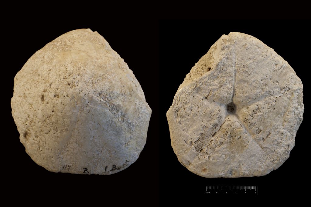Fossile (invertebrato, teca di echinide, esemplare)