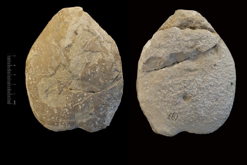 Fossile (invertebrato, teca di echinide, esemplare)