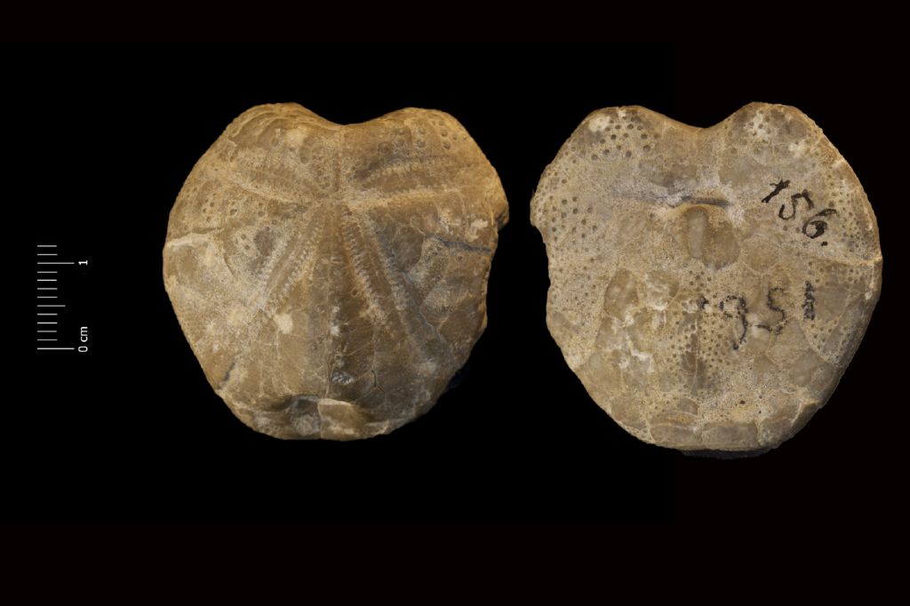 Fossile (invertebrato, teca di echinide, esemplare)