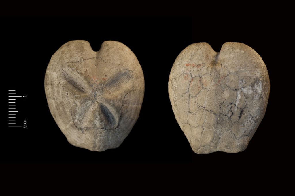 Fossile (invertebrato, teca di echinide, esemplare)