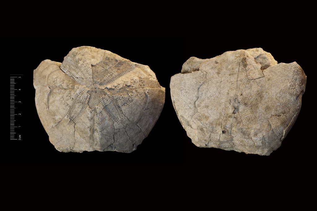 Fossile (invertebrato, teca di echinide, esemplare)